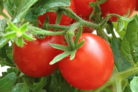 Dobré recepty z paradajok na zimu