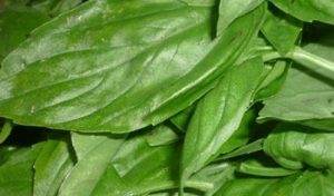 Basil sirup